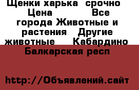 Щенки харька! срочно. › Цена ­ 5 000 - Все города Животные и растения » Другие животные   . Кабардино-Балкарская респ.
